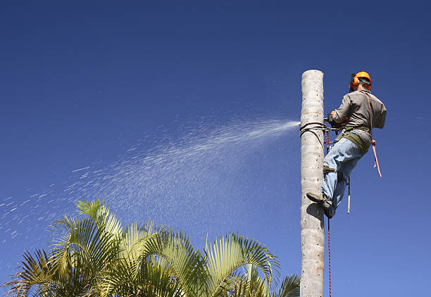 Best Tree Removal  in Hidden Valley, IN