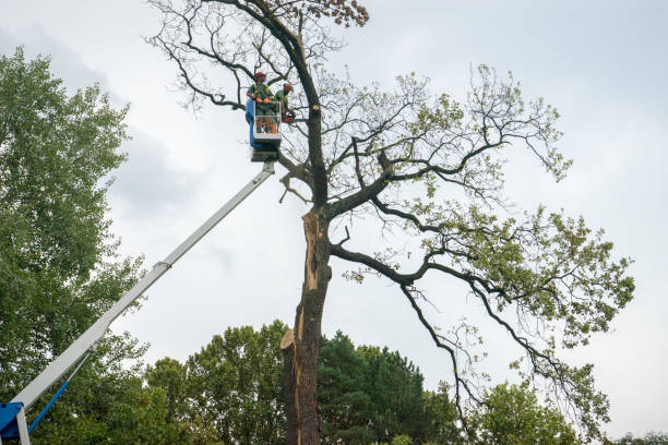 Trusted Hidden Valley, IN Tree Care Experts